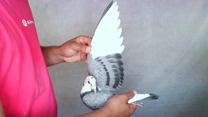 Pigeon image