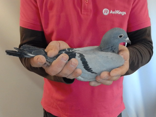 Pigeon image