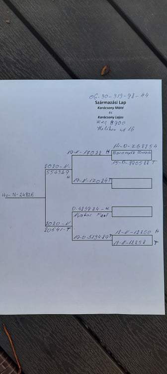 Pigeon pedigree image