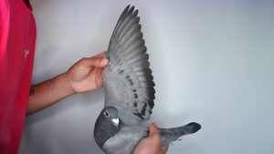 Pigeon image