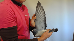 Pigeon image