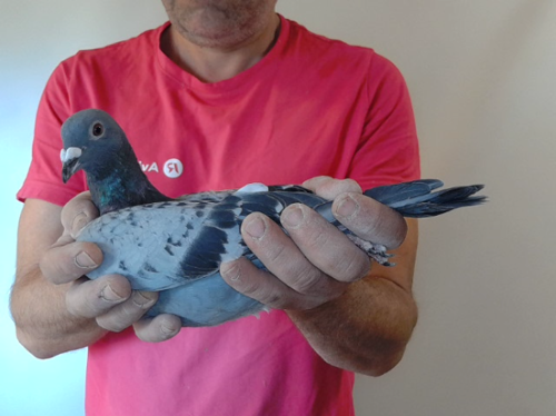 Pigeon image