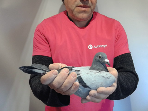 Pigeon image