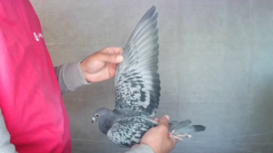 Pigeon image