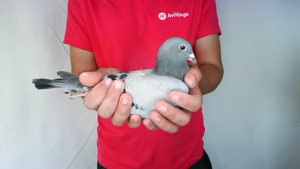 Pigeon image