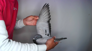 Pigeon image