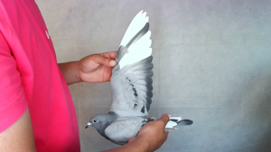 Pigeon image