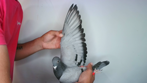 Pigeon image
