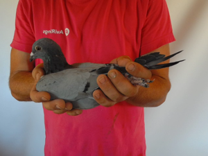 Pigeon image