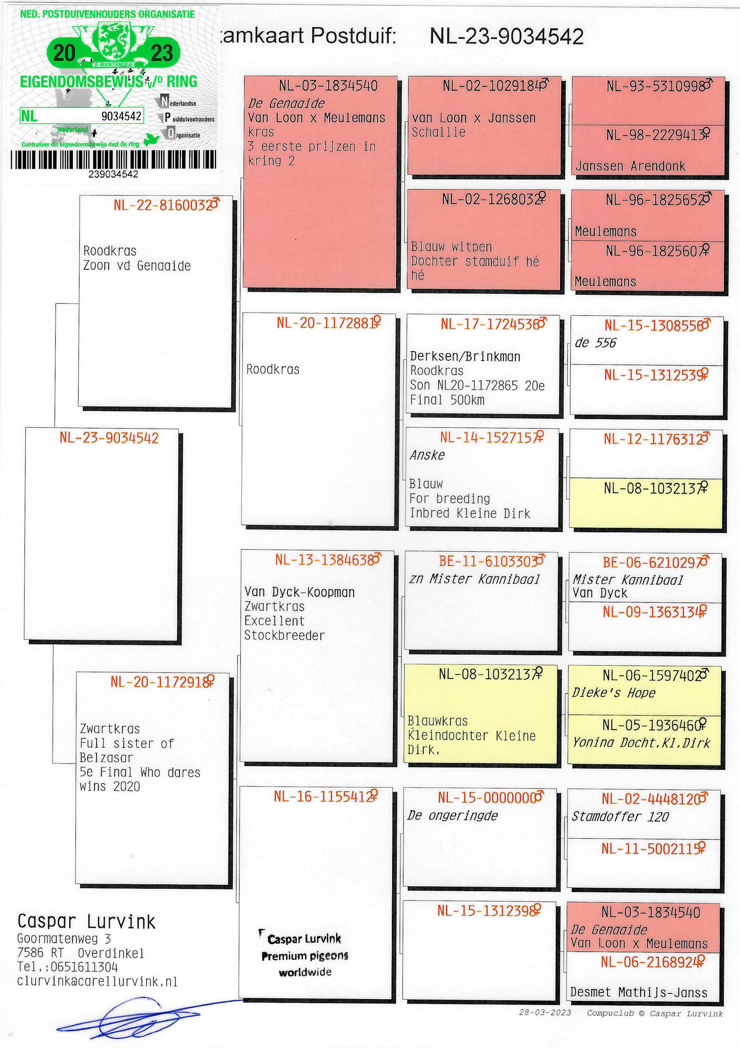 Pigeon pedigree image