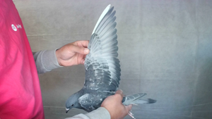 Pigeon image