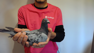 Pigeon image