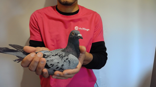 Pigeon image