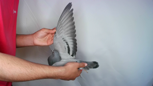 Pigeon image