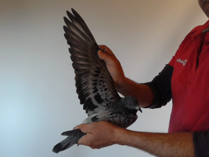 Pigeon image