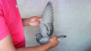 Pigeon image