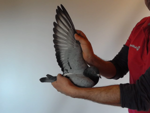 Pigeon image