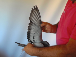 Pigeon image