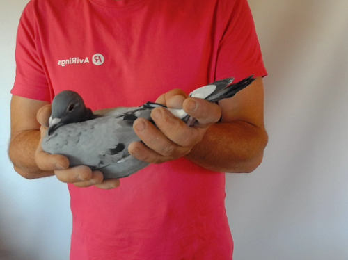 Pigeon image