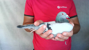 Pigeon image