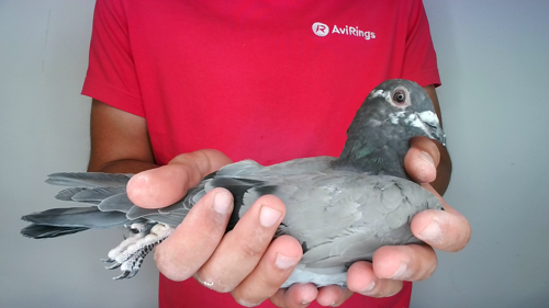 Pigeon image