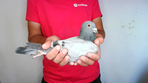 Pigeon image