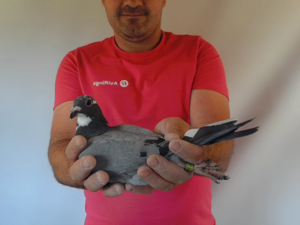 Pigeon image