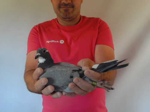 Pigeon image