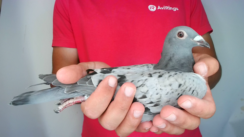 Pigeon image