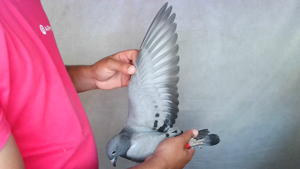 Pigeon image