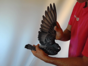 Pigeon image