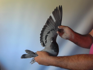 Pigeon image