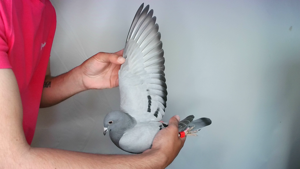 Pigeon image