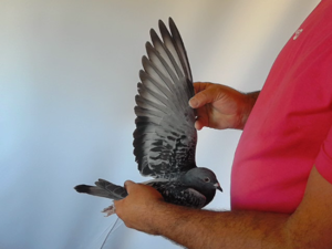 Pigeon image