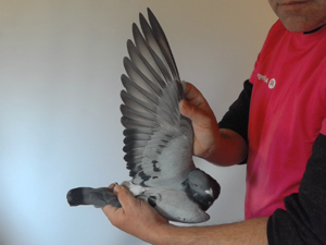 Pigeon image