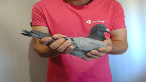 Pigeon image