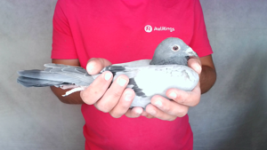 Pigeon image