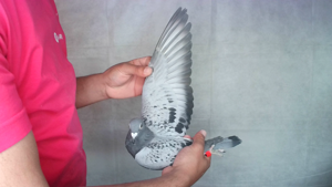 Pigeon image