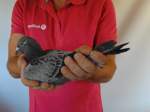 Pigeon image