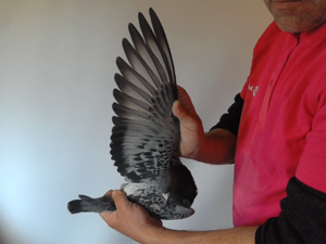 Pigeon image