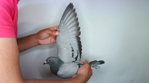 Pigeon image