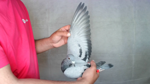 Pigeon image