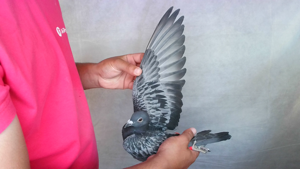 Pigeon image