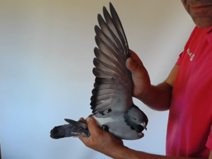 Pigeon image