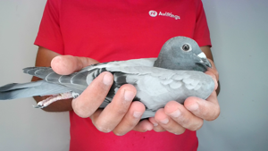 Pigeon image
