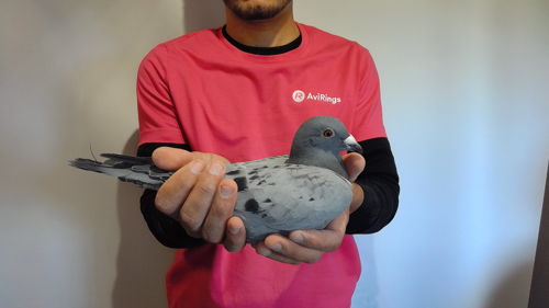 Pigeon image