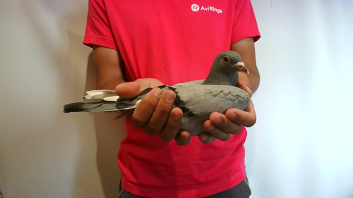 Pigeon image