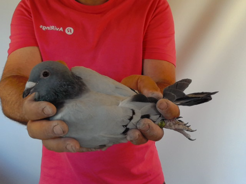 Pigeon image