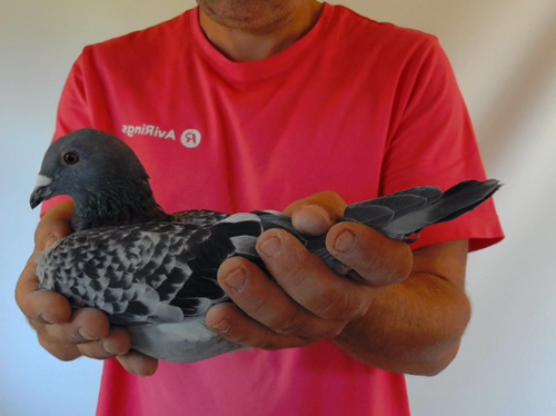 Pigeon image
