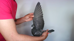 Pigeon image